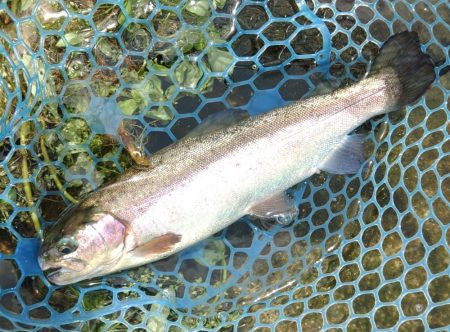 竿が折れ、イトウが釣れた ～フィシングパー…